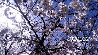 京都天神川沿いの桜並木