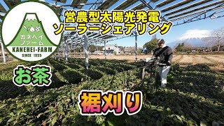 【お茶】お茶の裾刈り◇営農型太陽光発電（ソーラーシェアリング）『長峯１・２・３』- 2023年2月20日 -