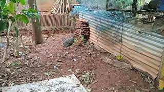 ഗിനി കോഴികൾ വിൽപനക്ക് Guinea fowl for sale