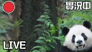 Broadcast: Pandas Welcome Chengdu 2021 FISU Games  | iPanda