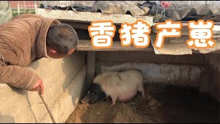 农村大伟养香猪，一年了不产崽，到底啥状况？找东哥学习求教！