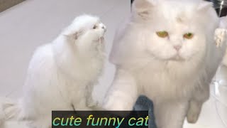 cute funny cat || cute cat 😺 ||  funny cat video ||