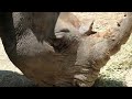 square lipped rhinoceros 20240721_2／toyohashi zoo u0026 botanical park（non_hoi_park）／4k