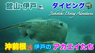 館山・伊戸🛥️ダイビング🤿沖前根🪸伊戸のアカエイたち😆👍2024年９月