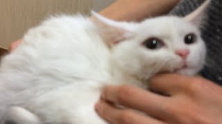 虐待されてゴミ箱に捨てられた子猫(後編)～まさか…後遺症でシッポにハゲ？ -Cute Kitten has been thrown away in trush can