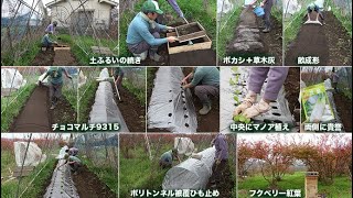 菜園だより211206春大根の種まき