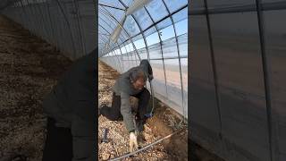 A simple process of planting poles in the canopy of agricultural land