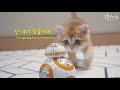 cat vs bb 8 star wars bb8 droids