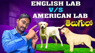 Types of Labradors | English vs American | Explained in Telugu