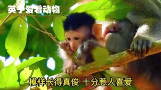 小猴在大树上恐高。不敢低头看，一旦离开猴妈就害怕的瑟瑟发抖