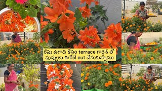 Terrace garden Flowers Harvesting for Ugadi | రేపు ఉగాది కోసం పువ్వులు