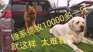 农村狗市发现一群很难看的锤系德牧每只10000多，配狗费都要1000