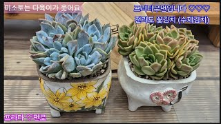 24.9.6.프라다 다육이 먼로 식재해요.