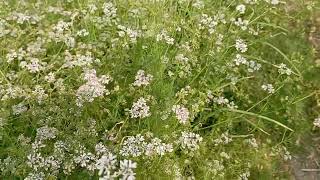 scene a bumper crop of crops in village field//গ্রামের মাঠে শস্যের বাম্পার ফলনের দৃশ্য