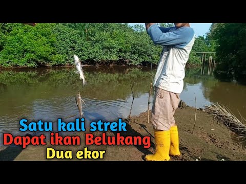 Mancing Ikan Belukang Di Sungai Besar - YouTube