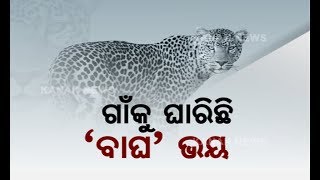 Residents Living In Fear After Two Leopard Spotted In Nuapada