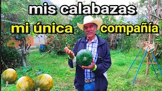 🛑🤩 FINAL ÉPICO! LAS CALABAZAS DEL \