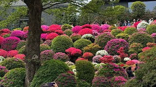 〜根津神社〜、つつじ祭り〜行ってきたよ！！見てね〜#根津神社＃つつじまつり#ネコ