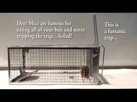 Rat Trap or Mouse Trap by Atomic Barbie Medium-Trap Live Catch REVIEW Rat Trap or Mouse Trap by Atomic Barbie Medium-Trap Live Catch REVIEW