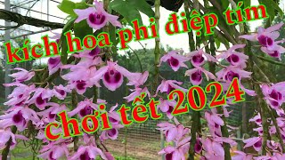 kích hoa phi điệp chơi tết 2024, quy trình kích hoa phi điệp trái vụ | trồng lan ban công