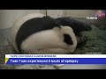 taipei zoo panda tuan tuan s condition worsens taiwanplus news