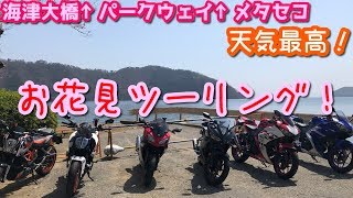 【ピーちゃん】#79 海津大崎→パークウェイ→メタセコ　お花見ツーリング【YZF-R25】