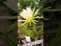 Baby Cerrado Flower 🐉 #pitahaya #cactus #flower #dragonfruit #babycerrado #tasty #selenicereus