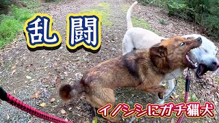 猟犬たちを散歩中、突然始めるどすこい相撲。取組は猟犬カシンとアスカ。行事は式守リキ。