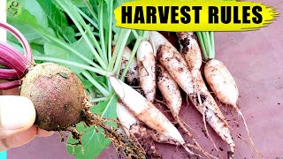 10 HACKS / TIPS: WHEN TO HARVEST VEGETABLES (Root Crops) | Vegetable Gardening in Pots