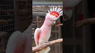 Major Mitchell Cockatoo | Aviary Birds