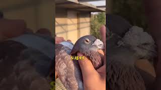 super pigeon# 超级红狐 721