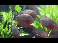 piranhas are not what you thought they were