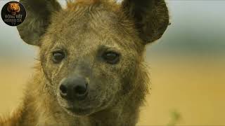 Life in the cycle of birth and death - The animal world