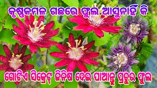 କୃଷ୍ଣକମଳ ଗଛରେ ଗୋଟିଏ ସିକ୍ରେଟ୍ ଜିନିଷ ଦେଇ ପାଆନ୍ତୁ ଢେରସାରା ଫୁଲ ଅଳ୍ପ ଯତ୍ନରେ#krishnakamal #plantcaretips