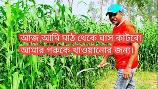 আজ আমি মাঠ থেকে ঘাস কাটবো আমার গরুকে খাওয়ানোর জন্য।