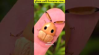 দুনিয়ার একটি বিপদজনক প্রাণী। 😳 #shorts #animals #insects