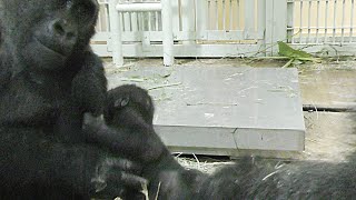 赤ちゃんゴリラキンタロウ💗母ゲンキと兄ゲンタロウの奪い合い【京都市動物園】