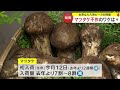 「今年はようないんじゃ…」県北のマツタケが過去に経験のない不作　その理由は…【岡山・久米南町】 23 10 25 18 00