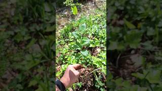 How To Transplant Periwinkle (Vinca Minor) @TheMarkhamGardens