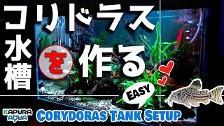 Create a Corydoras Layout Tank / Launch the Aquarium Corydoras Tank SetUP