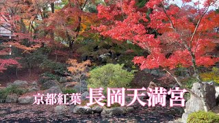 京都紅葉 長岡天満宮を歩く🍁 Walking around Nagaoka-tenmangu Shrine 【4K】