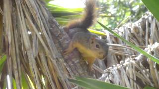 Barking Squirrel in HD!