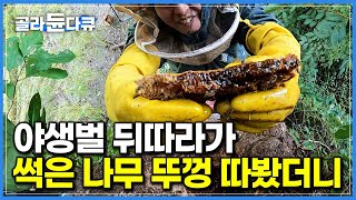 ‘이게 웬 횡재야’ 속이 꽉 찬 최상급 벌집 발견한 목청꾼｜야생 벌 뒤따라가 찾은 나무 속 숨겨진 황금빛 보물｜한국기행｜#골라듄다큐