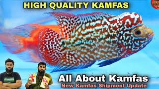 9.9 Kamfas Comp Grade | High Grade Kamfas | 9.9.India Aquarium