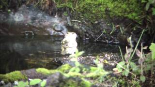 野鳥撮影・ キクイタダキの水浴び　Goldcrest