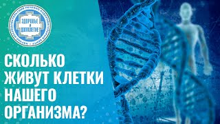 👋​ Сколько живут клетки нашего организма? Обновление клеток организма