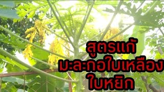 วิธีแก้มะละกอใบเหลือง ใบหยิก ให้กลับมาใบเขียว | สมนึก