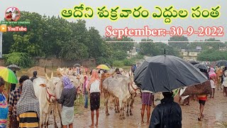 ఆదోని శుక్రవారం ఎద్దుల సంత - సంతలో ధరలు // The biggest Adoni Friday bull's market in 30/9/2022 ||..