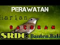 Cara Perawatan Srdc Bali Dan Srdc Banten | Tips SRDC Gacor