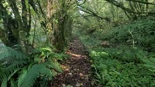 Gwendraeth Valley railway path part 4 - Glynhebog to Cwmmawr